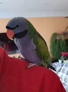 Daruji do dobrých rukou Alexandra čínského