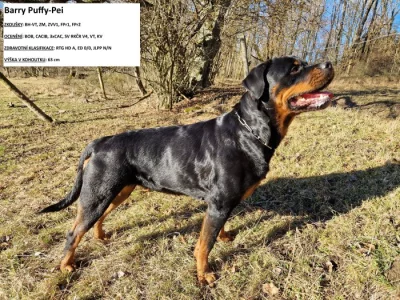 Štěňata rotvajlera