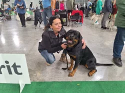 Štěňata rotvajlera