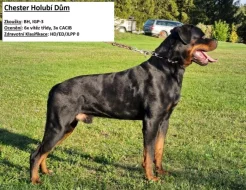 Štěňata rotvajlera