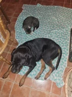 Štěňata rotvajlera