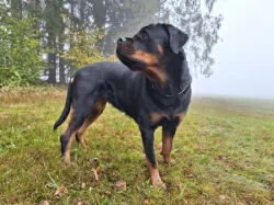 Štěňata rotvajlera