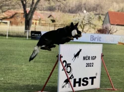 Německý ovčák mohutná fenka