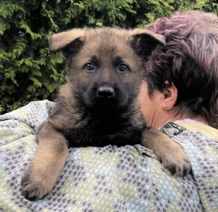 Německý ovčák mohutná fenka