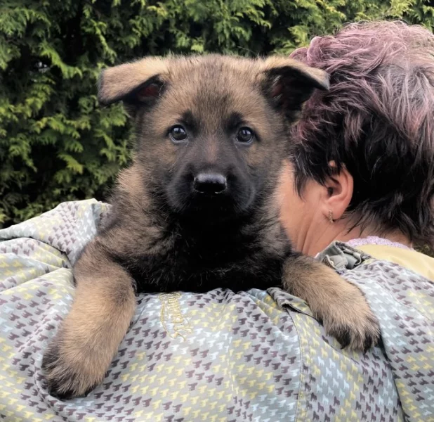 Německý ovčák mohutná fenka