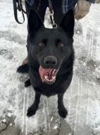 Daruji Fenku Německého ovčáka