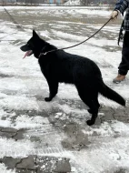 Daruji Fenku Německého ovčáka