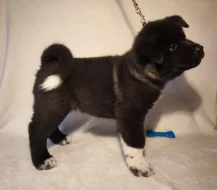 štěně kluk americké Akity s PP prodám