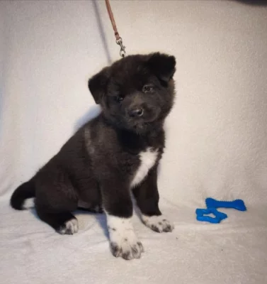 štěně kluk americké Akity s PP prodám