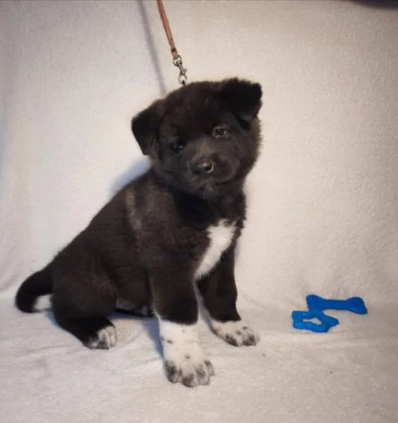 štěně kluk americké Akity s PP prodám