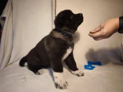 štěně kluk americké Akity s PP prodám