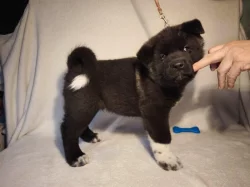 štěně kluk americké Akity s PP prodám