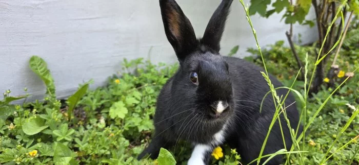 Samička králíka