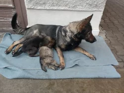 Německý ovčák štěnata s pp