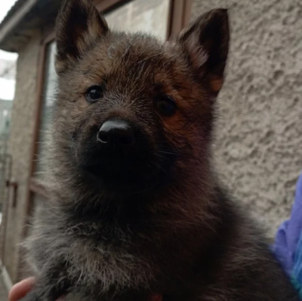 Německý ovčák štěnata s pp