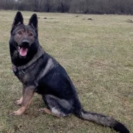 Německý ovčák štěnata s pp