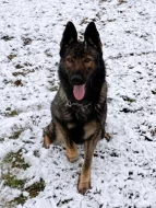 Německý ovčák štěnata s pp