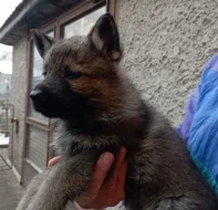 Německý ovčák štěnata s pp