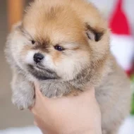 Štěňata pomeranského....