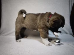 Americká Akita štěňátko s PP prodám