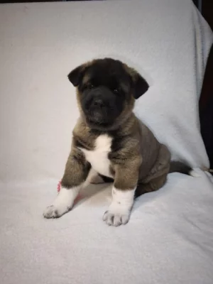 Americká Akita štěňátko s PP prodám