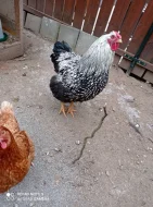Wyandotka velká stříbrná, černě lemovaná - kohout