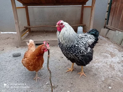 Wyandotka velká stříbrná, černě lemovaná - kohout