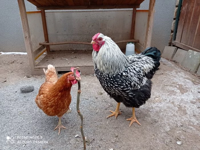 Wyandotka velká stříbrná, černě lemovaná - kohout