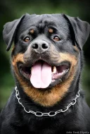 Prodám štěně Rotvajlerů s PP