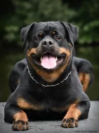 Prodám štěně Rotvajlerů s PP