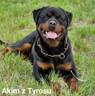 Prodám štěně Rotvajlerů s PP