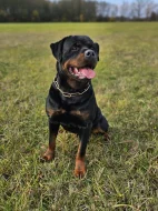 Prodám štěně Rotvajlerů s PP