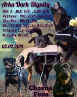 Prodám štěně Rotvajlerů s PP