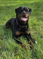 Prodám štěně Rotvajlerů s PP