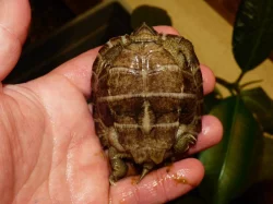 Želva černavá (Heosemys grandis) vlastní odchov