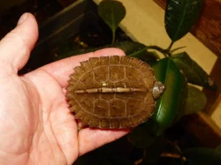 Želva černavá (Heosemys grandis) vlastní odchov