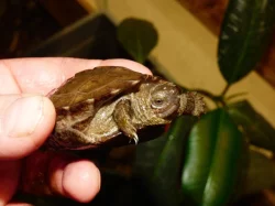 Želva černavá (Heosemys grandis) vlastní odchov