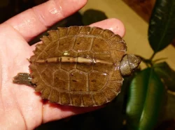 Želva černavá (Heosemys grandis) vlastní odchov