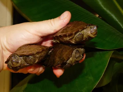 Želva černavá (Heosemys grandis) vlastní odchov