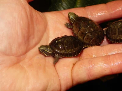 Klapavka obecná (Sternotherus odoratus)