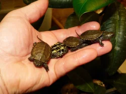 Želva trojkýlná (Mauremys reevesii)