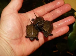 Želva trojkýlná (Mauremys reevesii)