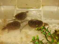 Kajmanka dravá (Chelydra serpentina) vlastní odchov