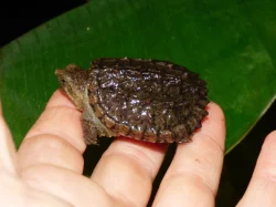 Kajmanka dravá (Chelydra serpentina) vlastní odchov