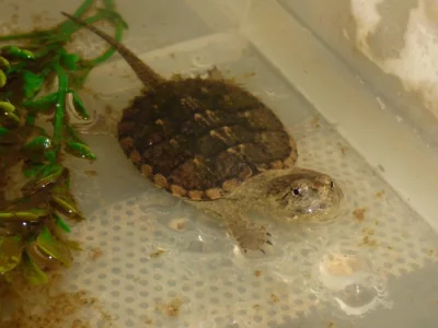 Kajmanka dravá (Chelydra serpentina) vlastní odchov