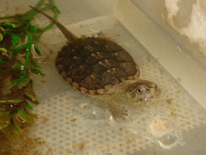 Kajmanka dravá (Chelydra serpentina) vlastní odchov