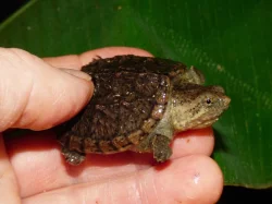 Kajmanka dravá (Chelydra serpentina) vlastní odchov