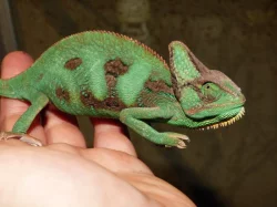 Chameleon jemenský (Chamaeleo calyptratus)