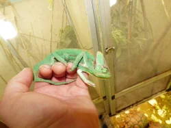 Chameleon jemenský (Chamaeleo calyptratus)