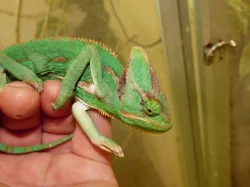 Chameleon jemenský (Chamaeleo calyptratus)
